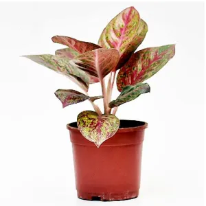 Aglaonema Tiara, Aglaonema Pink Panther - Plant